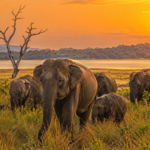 Udawalawe Wilderness